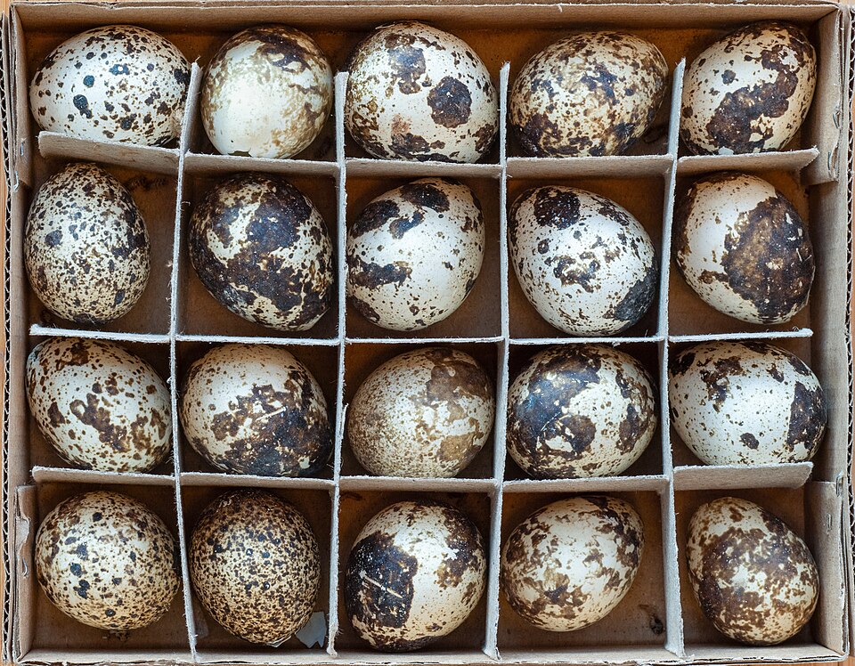 Quail Eggs (Dasoon) — 1 carton, 600 pcs (12 tins)